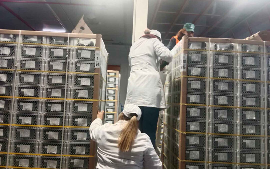 La importancia del control de calidad en la logística moderna